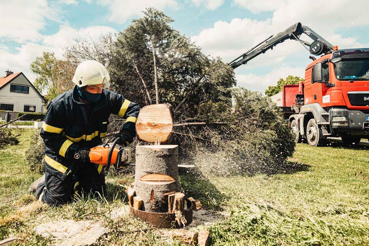 Best Best Tree Removal Services  in Everman, TX